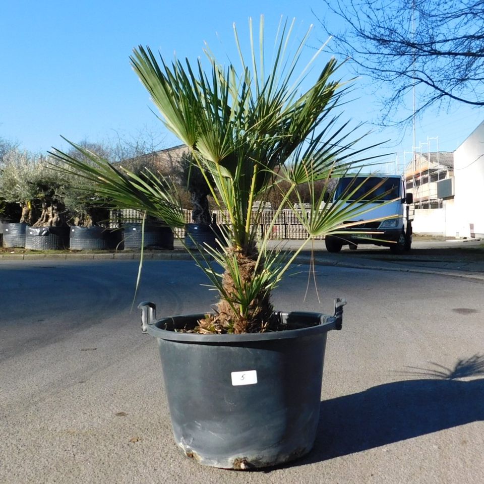 Zwergpalme Chamaerops Humilis +/-120cm hoch (Nr.5) in Oberhausen