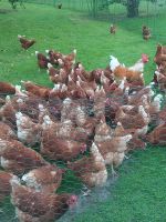50 freilaufende Legehennen Hühner 18 Monate alt zu verkaufen Kreis Pinneberg - Elmshorn Vorschau
