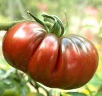 Tomatenpflanzen Birnchen,Krim, französische Marmande, ukrainische Niedersachsen - Wiesmoor Vorschau