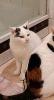 Weisse Katze mit schwarzem Fleck vermisst ERFDE Schleswig-Holstein - Erfde Vorschau
