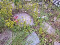 Setzlinge von Hibiskus Rheinland-Pfalz - Weinähr Vorschau