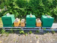 Bienenvölker komplett in Beute, DNM, Wirtschaftsvölker Niedersachsen - Lüneburg Vorschau