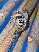 Phidippus Regius Soroa Bayern - Erlangen Vorschau