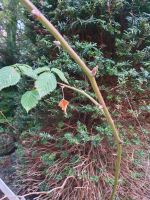 Hibiskus Fichte/Tanne Eiben Haselnuss Beeren Hessen - Meißner Vorschau