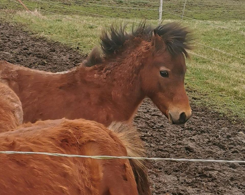 Hengst Jährling Welsh A in Wriezen