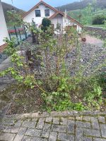 Rose Garten Pflanze Rosa Bepflanzung Hessen - Homberg (Efze) Vorschau