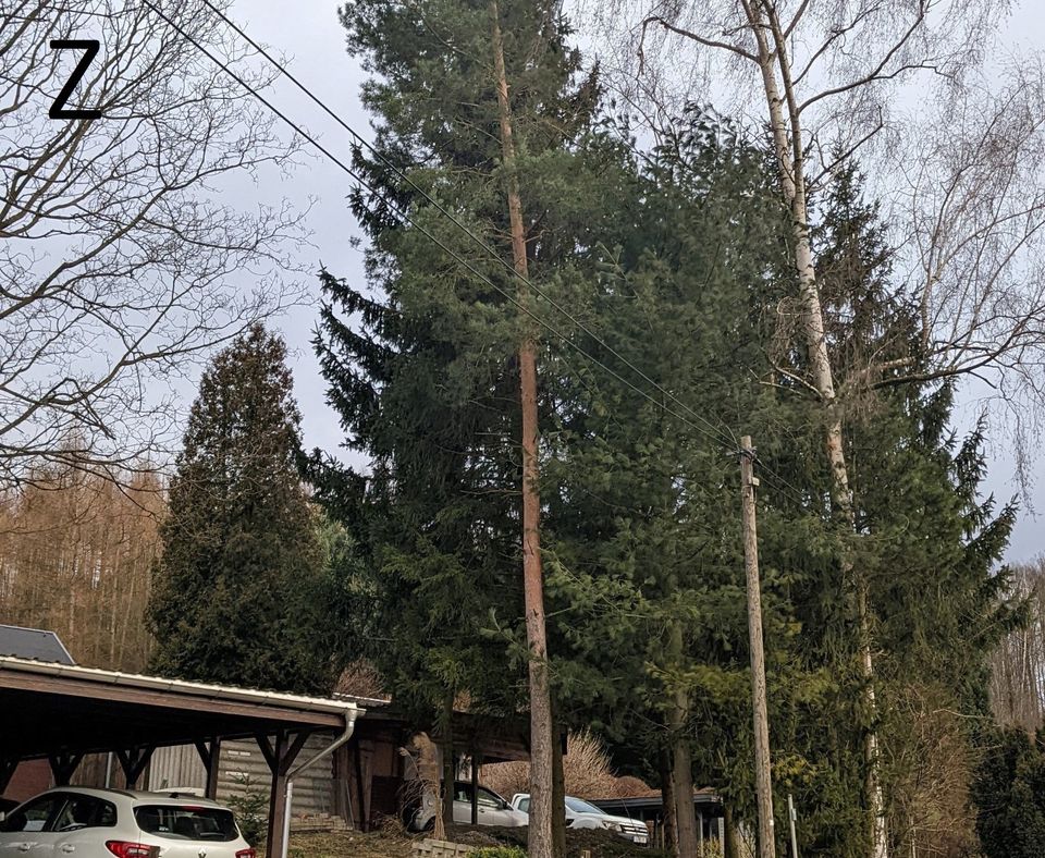 Baumfällungen Sturmschäden Baumflege in Reinsdorf