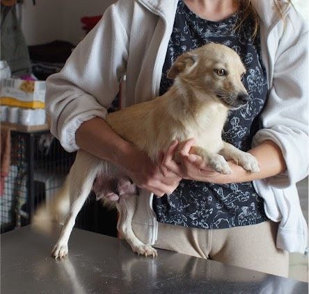 Lili Mischling Hündin in Burgsinn