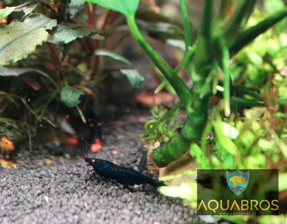 Schwarze Tigergarnele OE (Caridina mariae "black" ) in Dortmund