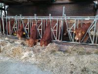 HB Limousinbulle, hornlos, Deckbulle Bio zertifiziert Nordrhein-Westfalen - Vreden Vorschau