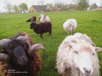 Ouessant Schafe, Mini-Schafe zu verkaufen Niedersachsen - Butjadingen Vorschau