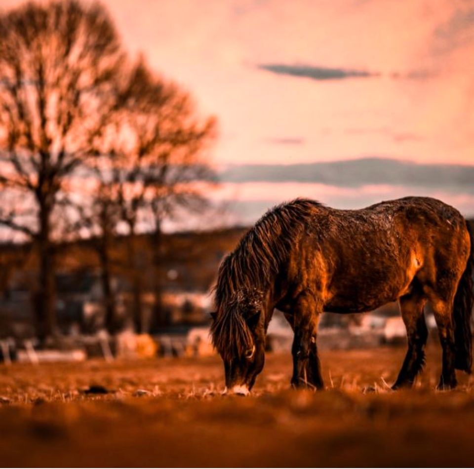 Pflegebeteiligung / Reitbeteiligung auf super lieben Pony in Langenwetzendorf