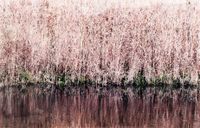 Andreas Lutherer - 'Wind swayed reed', Fotografie 90x140 cm Nordrhein-Westfalen - Mülheim (Ruhr) Vorschau