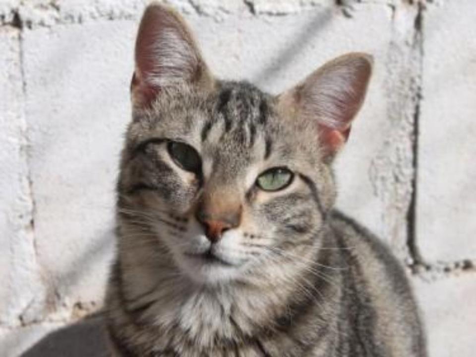 Sozialer und menschenbezogener Tigerjunge Eduard *Tierschutz* in Hamburg