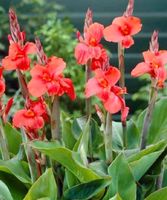 Canna/ Indisches Blumenrohr/ Sommerpflanze rot, gelb Bayern - Oberasbach Vorschau