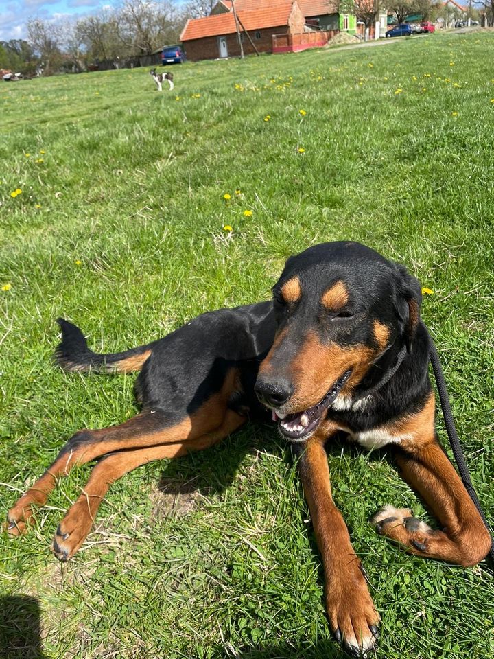 Rüde Louis sucht seine Menschen in Hohentengen am Hochrhein