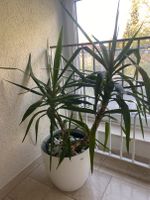 Yucca palme München - Trudering-Riem Vorschau