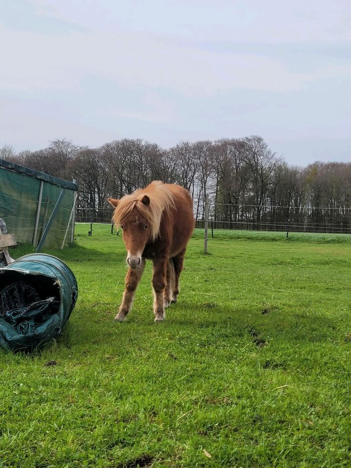 Basti 1 jähriger shetty hengst  ca 95 cm in Hamm