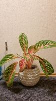 Aglaonema Kolbenfaden Brandenburg - Großräschen Vorschau