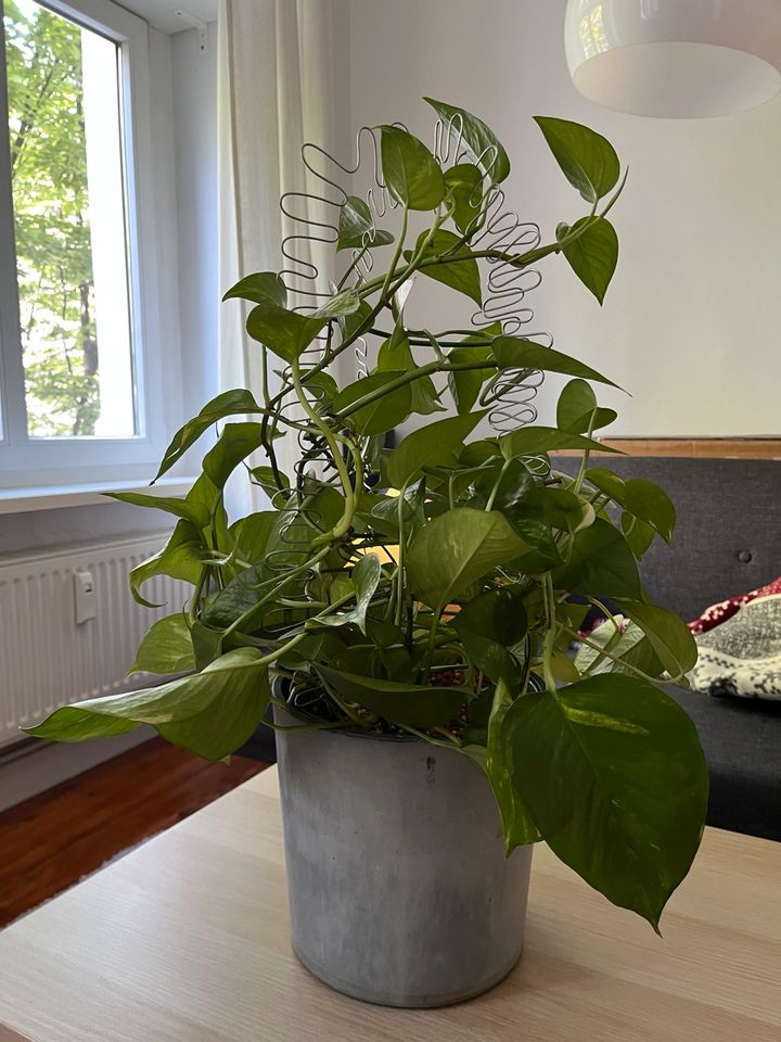 60cm große Efeutute mit Übertopf | Epipremnum | Zimmerpflanze in Berlin