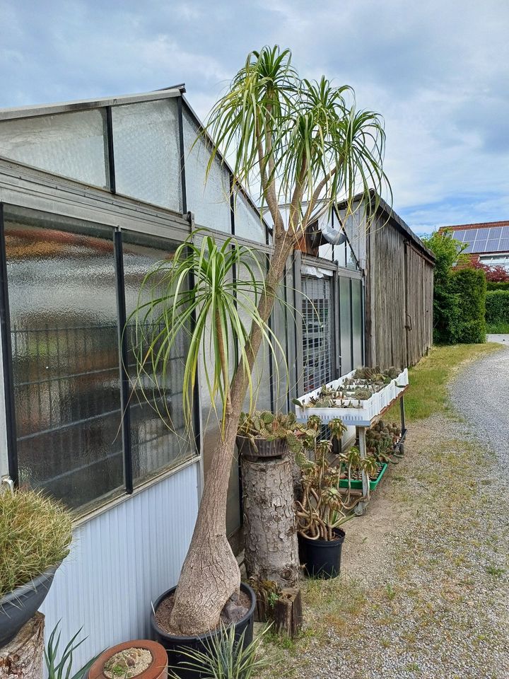 Flaschenbaum Beaucarnea recurvata 290 cm in Detmold