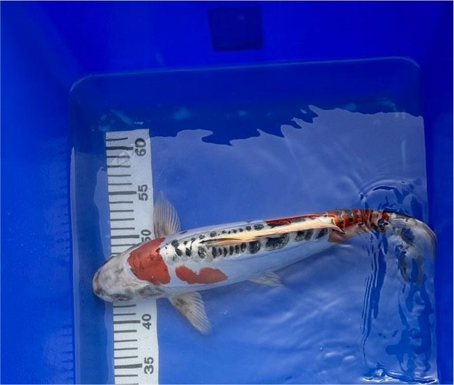 Japan Koi Beni Koikokuryu 40 cm Züchter Aoki Japan in Brühl