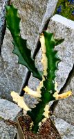 Euphorbia Lactea Variegata - M23 Hessen - Obertshausen Vorschau