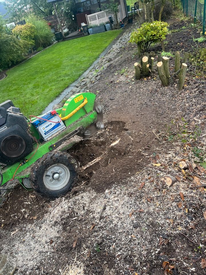 Gartenarbeit alle Arten , Hecke schneiden , Grundstück pflegen in Bad Oldesloe