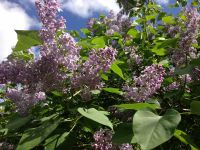duftender Flieder lila violett Pflanze Bauerngarten Brandenburg - Groß Kreutz Vorschau