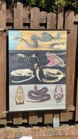 Schulkarte Antik Biologie Schlange Niedersachsen - Rastede Vorschau