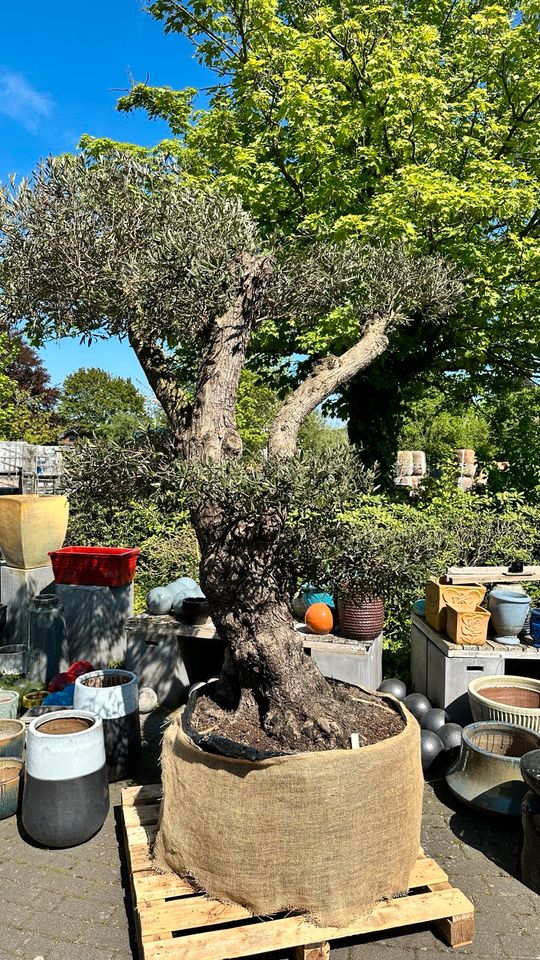 Olivenbaum Olea Europaea winterhart 130 Jahre alt in Ganderkesee