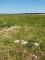 Mäh Gras zu verschenken Niedersachsen - Elsfleth Vorschau