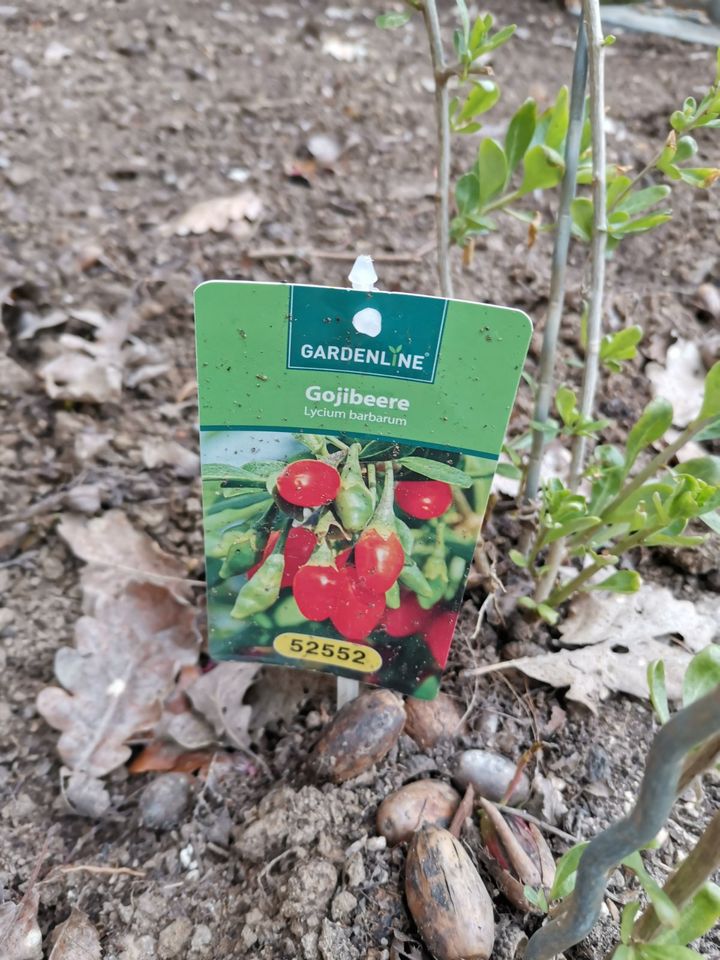 BIO Gojibeere Pflänzchen Goji Beeren Pflanze Wolfsbeere Strauch in Hochheim am Main