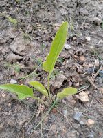 TAUSCHE mehrere Jungpflanzen Meerrettich... Sachsen - Pesterwitz Vorschau