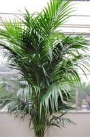 SUCHE Pflanze XXL Palme groß Monstera riesig Strelizie Farne etc Nordfriesland - Tönning Vorschau