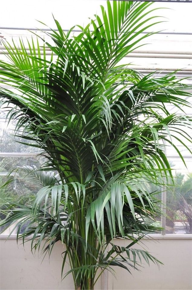 SUCHE Pflanze XXL Palme groß Monstera riesig Strelizie Farne etc in Tönning