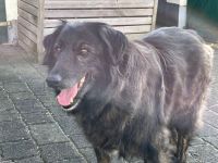 Gordo - ein Flat Coated Retriever Mischling aus dem Westerwald Rheinland-Pfalz - Buchholz (Westerwald) Vorschau