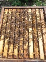 Bienenvölker Nordrhein-Westfalen - Verl Vorschau