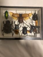 Insekten Sammlung verschiedene Käfer aus den Tropischen Regionen Hadern - Blumenau Vorschau
