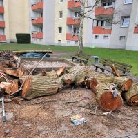 Baumstamm, Wurzel, Brennholz zu verschenken Bochum - Bochum-Ost Vorschau