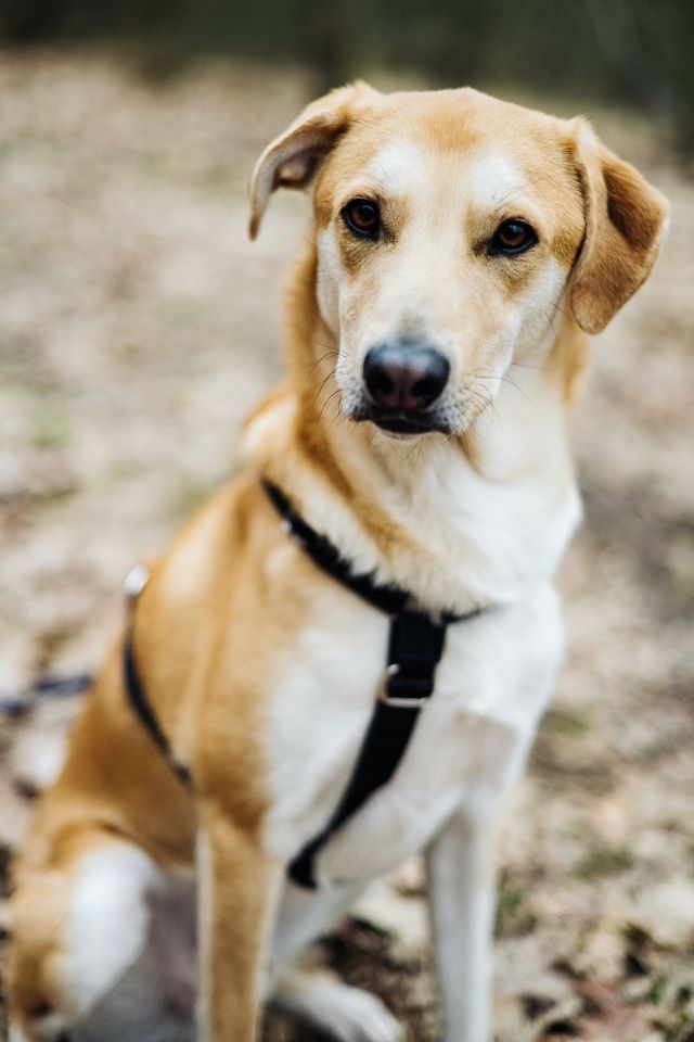 Verspielter JONAS ❤️ a.d. Tierschutz sucht seine Familie in Zühlsdorf