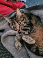 Mensch mit Herz für Katze gesucht Baden-Württemberg - Grenzach-Wyhlen Vorschau