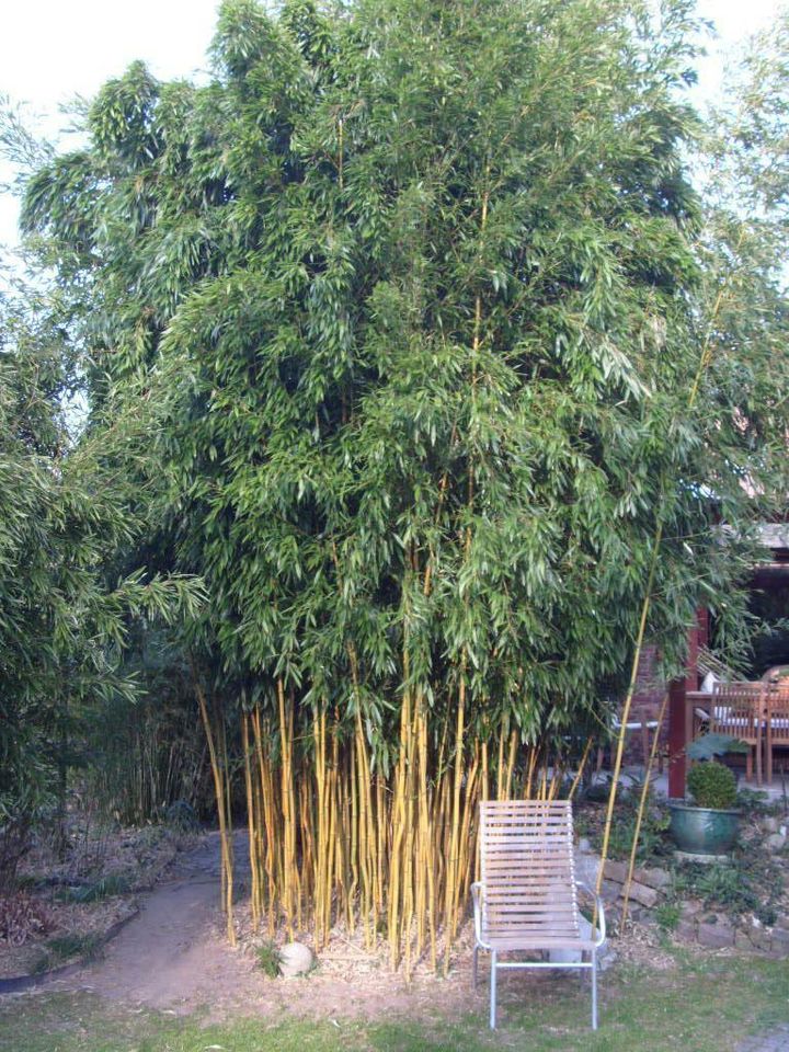 Bambus,  ca.- 30 Sorten, div. Größen u. Farben, 1- 8 Meter in Hamburg