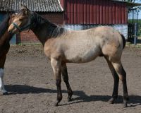 Buckskin  Quarter Horse jährling Niedersachsen - Nordhorn Vorschau