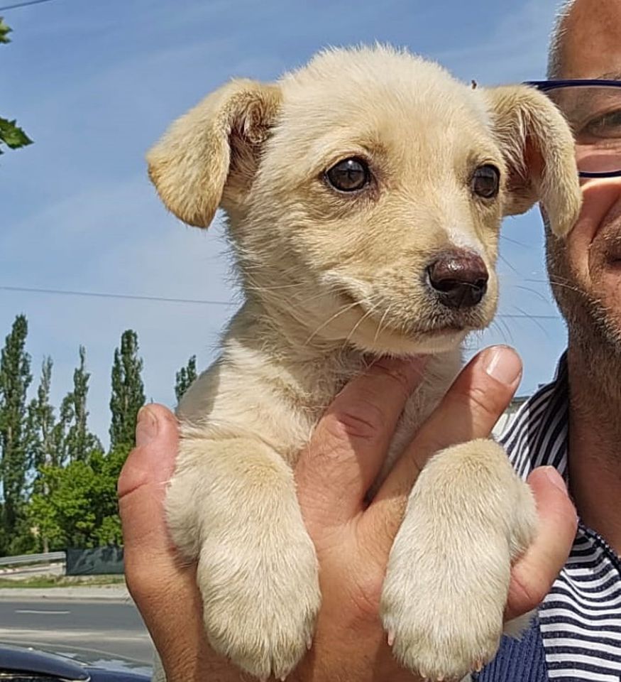 Kleine Hündin Milka ❤️ verspielt, freundlich & herzlich ! in Berne