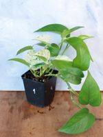 Pothos Marble Queen | Zimmerpflanze | Efeutute Rheinland-Pfalz - Budenheim Vorschau