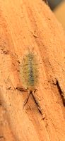 Porcellio sp. Orange skirt „Portugal“ Assel Baden-Württemberg - Tübingen Vorschau