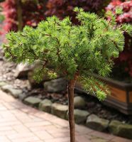 Hochstamm Europäische Lärche Bogle 60-80cm - Larix decidua Niedersachsen - Bad Zwischenahn Vorschau