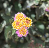 Samen vom Wandelröschen Gelb-Rosa Berlin - Tempelhof Vorschau