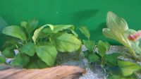 Aquarienpflanze Anubias in verschiedenen Größen Bayern - Grafrath Vorschau